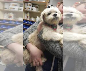Shih-Poo Dogs for adoption in Blakeslee, PA, USA