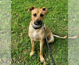 Black Mouth Cur-Unknown Mix Dogs for adoption in Mooresville, NC, USA
