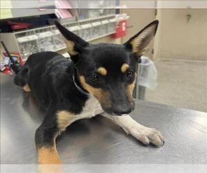 Australian Kelpie-Unknown Mix Dogs for adoption in Conroe, TX, USA