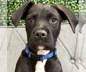 Labrador Retriever-Unknown Mix Dogs for adoption in Jefferson, WI, USA