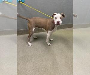 American Pit Bull Terrier-Unknown Mix Dogs for adoption in Las Vegas, NV, USA