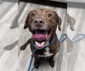 Labrador Retriever-Unknown Mix Dogs for adoption in Redlands, CA, USA