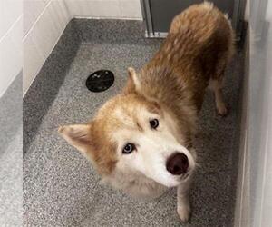 - Mix Dogs for adoption in Houston, TX, USA