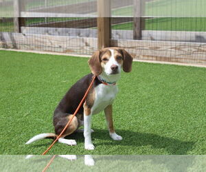 Raggle Dogs for adoption in Chestertown, MD, USA