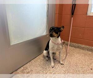 Rat Terrier Dogs for adoption in Pueblo, CO, USA