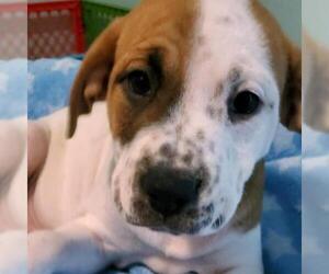 Labrador Retriever-Unknown Mix Dogs for adoption in Hamilton, GA, USA