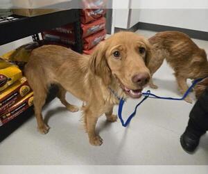 Golden Labrador Dogs for adoption in Corona, CA, USA