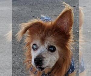 Pomeranian Dogs for adoption in Sanford, FL, USA