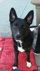 Medium Photo #1 German Shepherd Dog Puppy For Sale in Mission Viejo, CA, USA