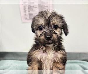 Poodle (Miniature)-Unknown Mix Dogs for adoption in Santa Cruz, CA, USA