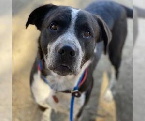 Sheprador Dogs for adoption in San Diego, CA, USA