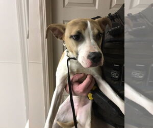 American Pit Bull Terrier Dogs for adoption in La Porte, IN, USA