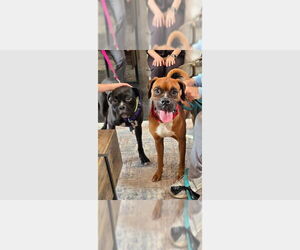 Boxer Dogs for adoption in Austin, TX, USA