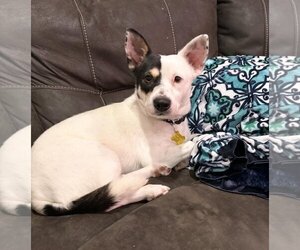 Pembroke Welsh Corgi-Unknown Mix Dogs for adoption in Sandy, UT, USA