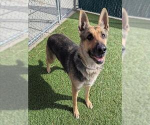 German Shepherd Dog-Unknown Mix Dogs for adoption in Downey, CA, USA