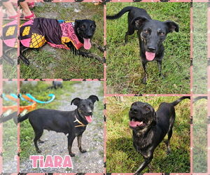 Shollie Dogs for adoption in Blacksburg, SC, USA