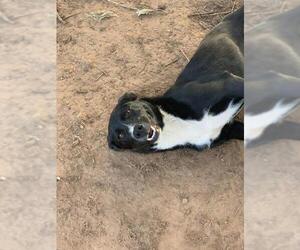 Borador Dogs for adoption in Thorndale, TX, USA