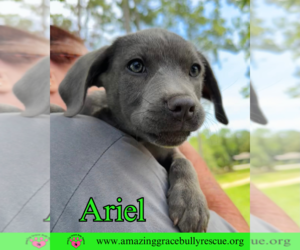 Lab-Pointer Dogs for adoption in Pensacola, FL, USA