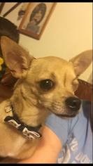 Chihuahua Dogs for adoption in Lawton, OK, USA