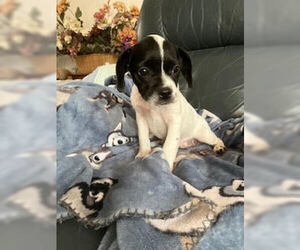 Pug-Shih Tzu Mix Dogs for adoption in Lakewood, CO, USA