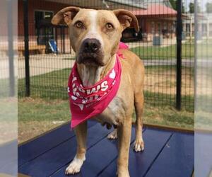American Staffordshire Terrier-Unknown Mix Dogs for adoption in San Antonio, TX, USA
