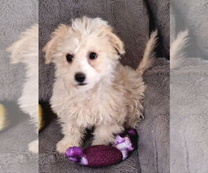 Shih-Poo Dogs for adoption in Colorado Springs, CO, USA