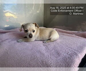 Chihuahua-Unknown Mix Dogs for adoption in Naples, FL, USA