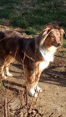 Australian Shepherd Dogs for adoption in Newport, KY, USA