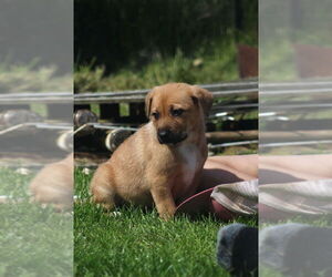 Mutt Dogs for adoption in Bellingham, WA, USA