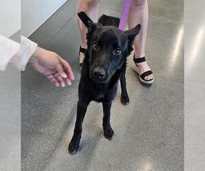 German Shepherd Dog Dogs for adoption in San Martin, CA, USA