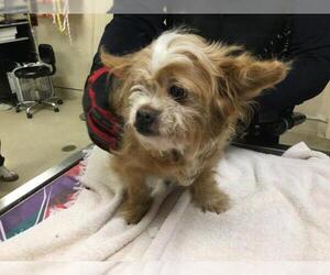 Mutt Dogs for adoption in Riverside, CA, USA