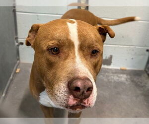 American Staffordshire Terrier-Unknown Mix Dogs for adoption in Tavares, FL, USA