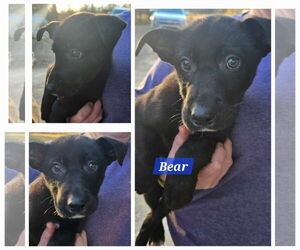 German Shepherd Dog-Rat Terrier Mix Dogs for adoption in Farmerville, LA, USA