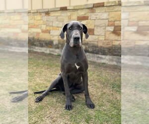 Great Dane Dogs for adoption in PIPE CREEK, TX, USA