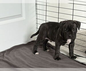 Boxer-Unknown Mix Dogs for adoption in Raleigh, NC, USA