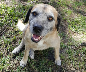 Spanador Dogs for adoption in Houston, TX, USA