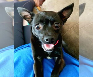 Chihuahua Dogs for adoption in Belleuve, NE, USA