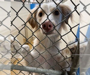 --Unknown Mix Dogs for adoption in Anchorage, AK, USA