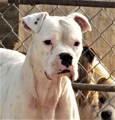 American Bulldog Dogs for adoption in San Tan Valley, AZ, USA