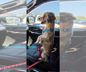 Mutt Dogs for adoption in Woodland Hills, CA, USA