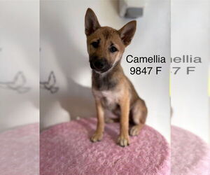 Shiba Inu Dogs for adoption in Studio City, CA, USA