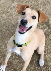 Small Pointer-Whippet Mix