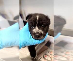 Chow Chow-Unknown Mix Dogs for adoption in San Antonio, TX, USA