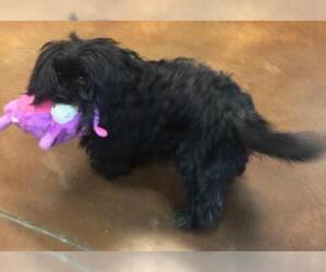Maltese Dogs for adoption in Denton, TX, USA