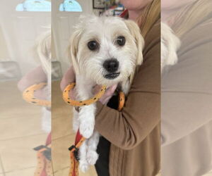 Maltese Dogs for adoption in Boca Raton, FL, USA