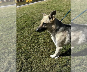 German Shepherd Dog Dogs for adoption in Glen Allen, VA, USA
