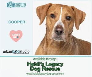 Labralas Dogs for adoption in Tampa, FL, USA