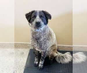 Texas Heeler-Unknown Mix Dogs for adoption in Riverside, CA, USA