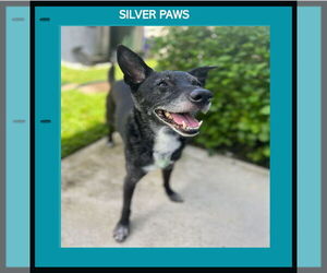 Mutt Dogs for adoption in Royal Palm Beach, FL, USA