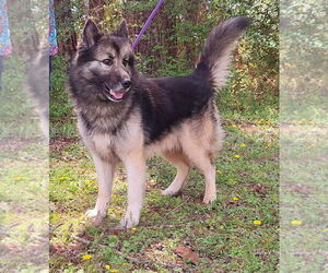 German Shepherd Dog-Unknown Mix Dogs for adoption in Wetumpka, AL, USA